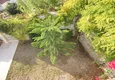 Купить Эксклюзивные виллы у моря в комплексе знаменитого застройщика 16 