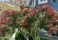 Купить Новый комплекс в районе Каргыджак 16 