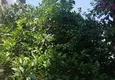 Купить Квартира в Махмутларе с мебелью, видом на море на первой береговой 12 