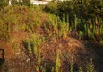 Купить Земельный участок в Каргыджаке под застройку 15