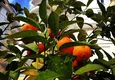 Купить Пентхаус в Махмутларе с личной сауной и открытым видом на море и горы 17