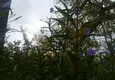 Купить Квартиры в Манавгате с 3 спальнями на берегу реки 31