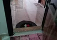 Доступная покупка Дуплекс в Кестеле меблированный с четырьмя спальнями  1 