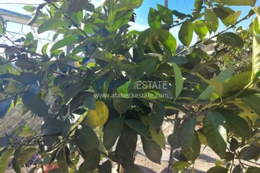 Ферма в районе Демирташ с большим земельными участком  13 