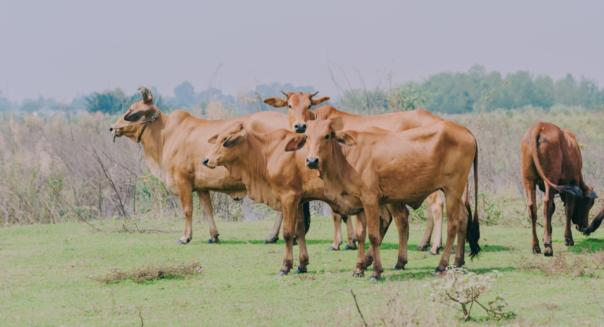 продукты в турции