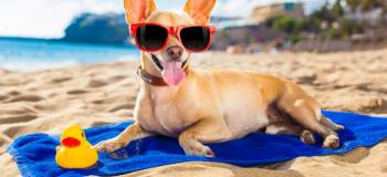 Правила ввоза животных в Турцию